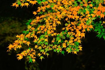 <p>When it rains, the temperature drops suddenly</p>