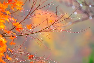 Autumn Foliage in the Rain