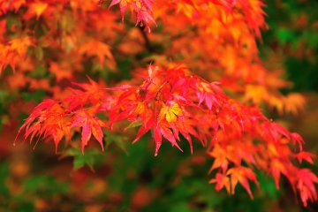<p>The green valley turns red in autumn</p>