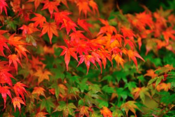 <p>No words can describe the brilliant beauty of these autumn leaves</p>