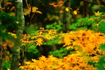 <p>I wish I could take more time to enjoy the colors that nature gives us only once a year!</p>