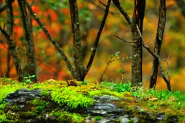 Fall Colors of Iya Valley