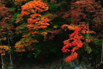 <p>Burning-red maple leaves on the far side of the river</p>
