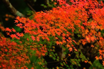 <p>In autumn, leaves change color from green to vermilion</p>