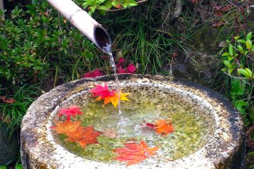 Autumn at Showa Memorial Park