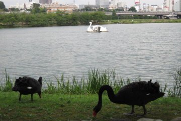 Lake Senba, Mito