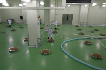 <p>Spotless sake production facility turning out a highly regarded tipple</p>