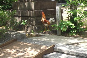 Chicken at adjacent shrine