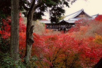 <p>It really is an incredible sight!</p>