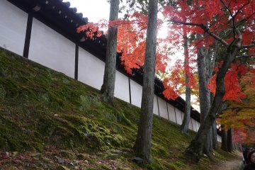 <p>The wall around Tofukuji is bordered by a mossy slope planted with evergreens and maples</p>