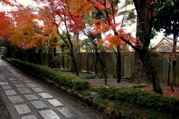 <p>Maple trees beside the path</p>