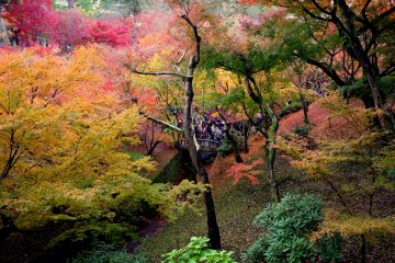 <p>There is a path through the tree-filled valley</p>