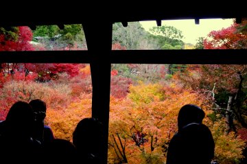 <p>Enjoying the view</p>