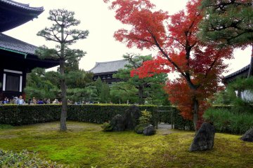 <p>A maple tree standing among rocks and moss</p>