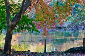 <p>The duck pond is surrounded by glorious trees</p>