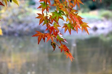 <p>Red, gold, and green leaves are so vibrant here</p>