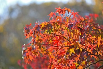 <p>You could spend all day at the park enjoying the beautiful colors of Autumn</p>