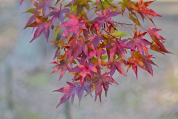 <p>Maple leaves against the duck pond</p>