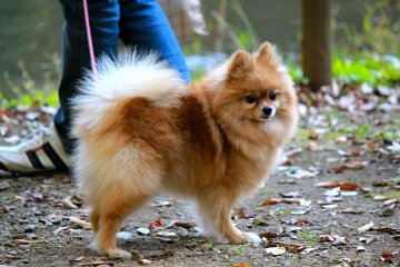 <p>Izumi Nature Park is dog friendly</p>