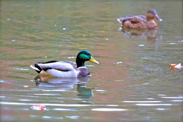 <p>Duck pond at Izumi Nature Park</p>