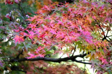 <p>Beautiful, beautiful Autumn colors!</p>