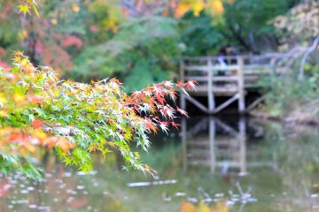 <p>A wooden foot bridge just beyond the maple trees</p>