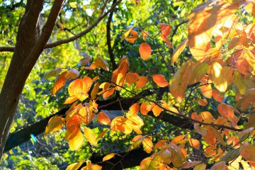 <p>Don't forget to look up when walking through the paths</p>