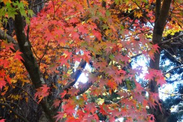 <p>A small grove of maples stands over the main pool</p>