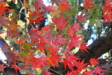 <p>The leaves turn around the latter half of November</p>