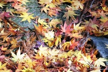 <p>Maple leaves litter the ground near the main pool</p>