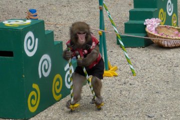 if you visit the temple on the weekend, you might enjoy a monkey show on the grounds, fairly close to Grant’s tree. It is almost like a street performance.