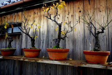 Deretan bonsai di depan rumah kayu