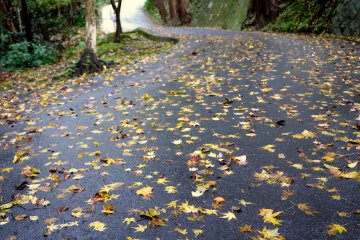 Daun maple basah di jalan
