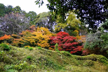 Pohon maple kuning dan merah yang bersampingan di bukit