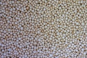 <p>Kacang kedelai</p>