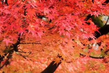 Autumn Colors of Nishiyama Park