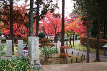 <p>Looking at the brilliant autumn leaves in Nishiyama Park from the shrine grounds</p>