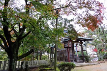 <p>Giant maple tree towering over the prayer hall of Konpira Shrine</p>