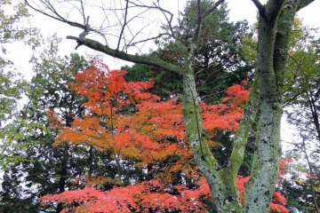 <p>Beautiful bare tree with the burning orange maple leaves in the background</p>