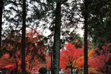 <p>Dark trees and vermilion maple leaves in Nishiyama Park</p>