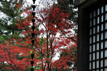 <p>Looking at the red maple leaves from the prayer hall of Konpira Shrine in Nishiyama Park</p>