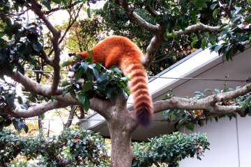 <p>Fluffy tail of a red panda! I really wanted to touch it!</p>