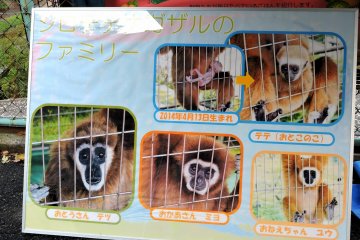 <p>Squirrel monkeys also have names...how can I tell who's who?</p>