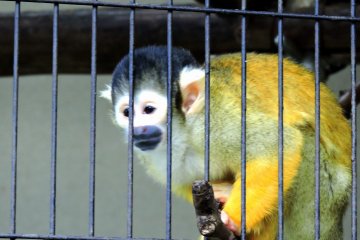 <p>New member of the zoo, a cute squirrel monkey!</p>