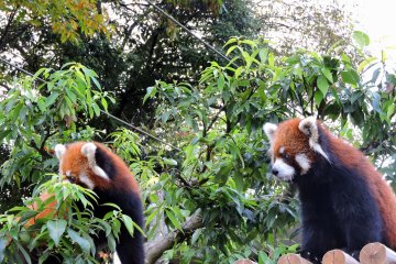 <p>Never mind their names, they are just cute!</p>