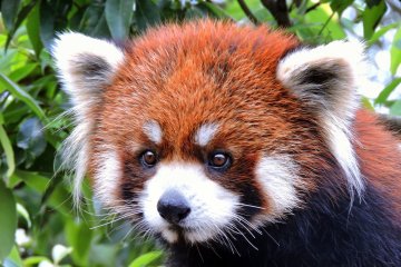 Fukui's Nishiyama Park Zoo
