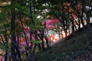 <p>Setting sun seen on the hillside of Nishiyama Park</p>