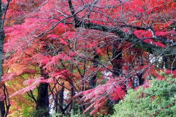 <p>Gorgeous red autumn leaves on the hillside of Nishiyama Park</p>