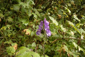 <p>Une fleur sauvage</p>
