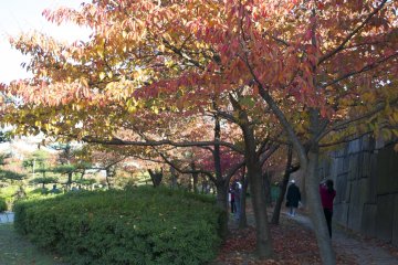 <p>Beautiful autumn leaves</p>